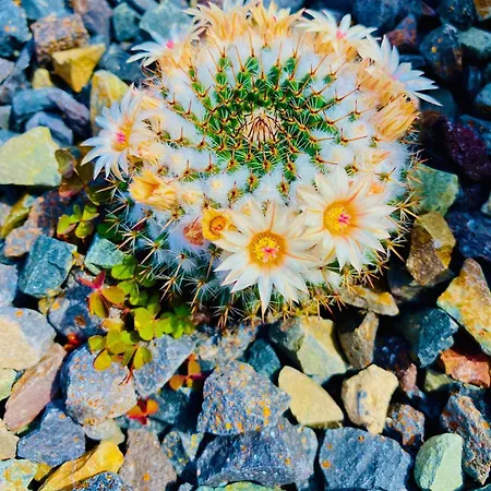 Amber - Pink Morro Jable